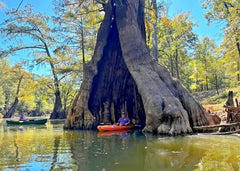 Southern Bald Swamp Cypress Tree Seeds - Taxodium distichum - Fast Fall Colors - Hardy Wetland Tree Seeds