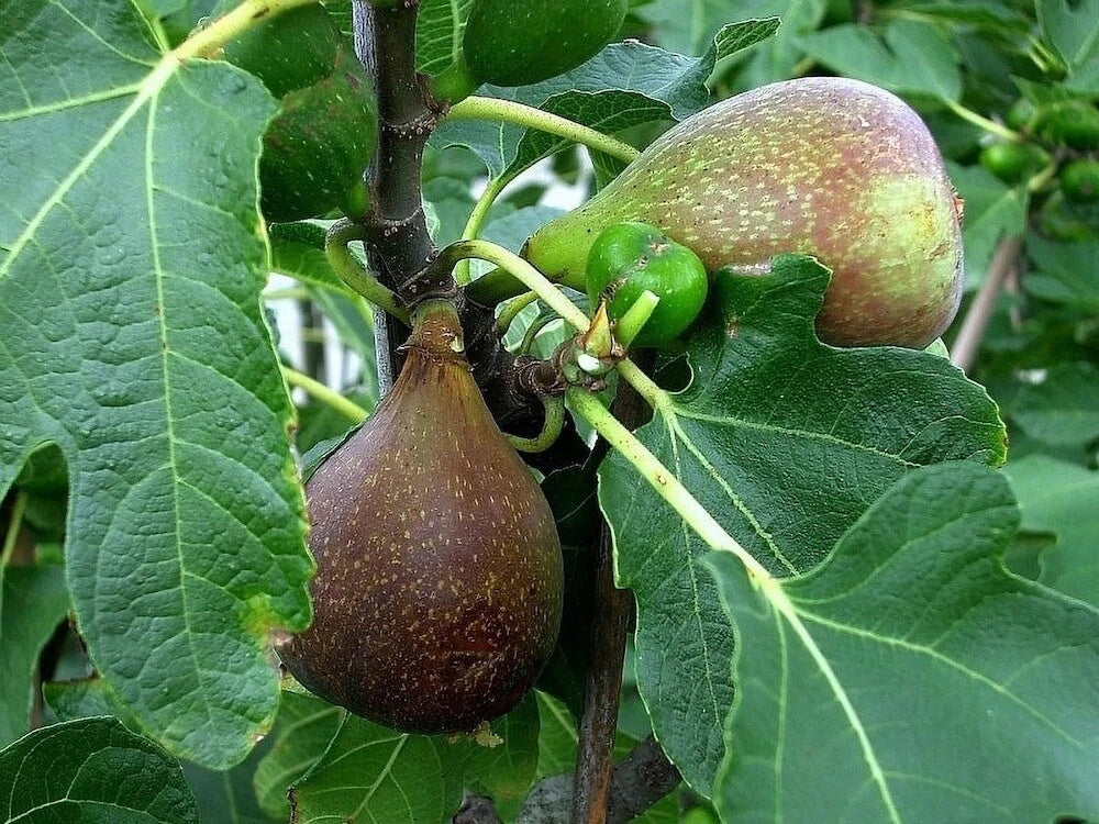 Olympian Fig Tree Plant Starter - 3-8 Inches, Bare Root, Ficus carica, Purple Fruit, Self-Pollinating, Zones 6-10