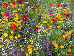 Wildflower Seed Mix for Hummingbirds and Butterflies, 17 Species, Native Pollinator Blend, (Various Colors)