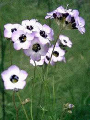 Bird's Eye Gilia Tricolor Seeds - 1000 Count - Beautiful Delicate Lavender Blooms - Gilia tricolor