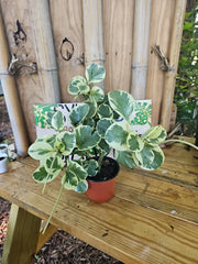 XL Variegated Peperomia obtusifolia Marble Rubber Plant - Green and White - 4" Pot