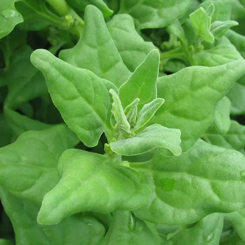 New Zealand Spinach Seeds - 100 Non-GMO Seeds for Gardening - Tetragonia tetragonioides - Free Shipping