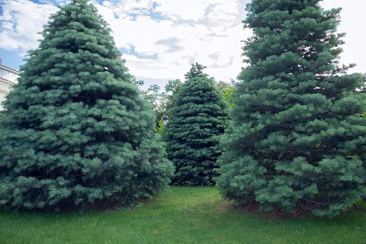30 White Fir Seeds for Planting, Abies concolor, Evergreen Tree Seeds, Conifer Seeds, Gardening Supplies