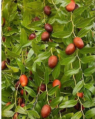 Bare Root Chinese Jujube Tree 4 ft Honey Jar Variety (Ziziphus jujuba)