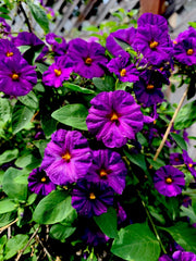 Lycianthes rantonnetii Live Plant, 6” Tall, Kangaroo Apple, Tropical Perennial, Indoor/Outdoor Gardening