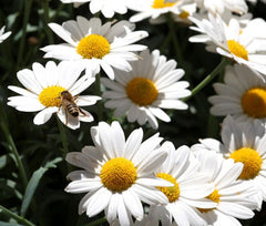 Oxeye Daisy Seeds - 200+ Pack - Leucanthemum Vulgare - Ideal for Garden - USA Grown