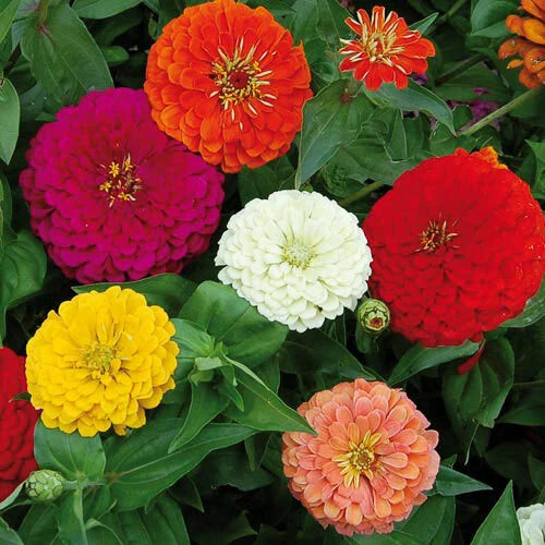 Zinnia Flower Seeds - Benary's Giant Mix, 30 Seeds - Colorful Annual Blooms, Zinnia elegans