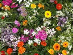 Fragrant Garden Mix Wildflower Seeds - Fresh Seed Variety for Vibrant Blooms - Non-GMO Wildflower Seeds