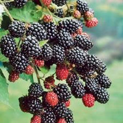 Prime-Ark 45 Blackberry Plant - Floricane Edible Fruit, Rubus spp., Bare Root, High Antioxidant, Easy Care, Perfect for Home Gardens