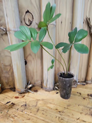 Zamia Furfuracea Cardboard Palm 3" Pot | Rare Exotic Cycadaceae | Indoor Plant