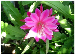 Pink Orchid Cactus Plant 1-Gallon "Queen of the Night" Epiphyllum Oxypetalum