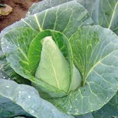 Cabbage Seeds 500 Count Early Jersey Wakefield Heirloom Non-GMO Brassica oleracea