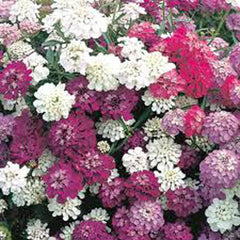 Candytuft Seeds, Dwarf Fairy Mix, 50+ Seeds, Beautiful Pink, Lavender, White Flowers, Iberis umbellata