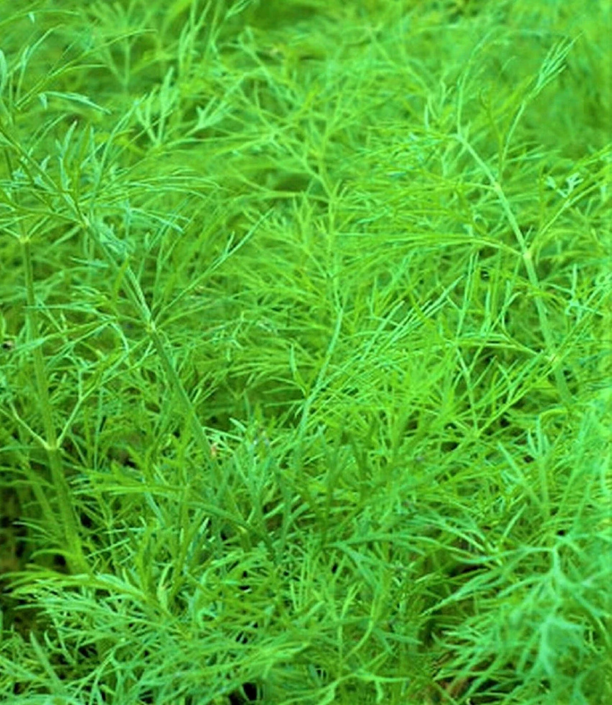 Dill Seed Bouquet - 200+ Non-GMO Seeds - Anethum graveolens - Culinary Herb for Cooking and Gardens