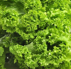 Southern Giant Curled Mustard Seeds - 5,000+ Heirloom Vegetable Seeds - Brassica juncea