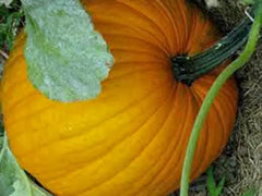 Pumpkin Seeds - 100 Heirloom Connecticut Field Non-GMO Seeds - Cucurbita pepo