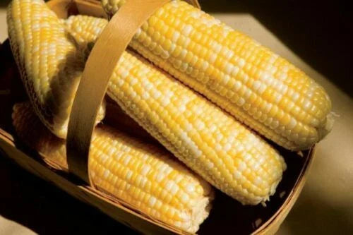 Jayme Garden American Dream Sweet Corn Seeds