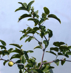 Sugar Cane Jujube Tree Cutting 8" Thin Graft Scion - Ziziphus jujuba (No Root)