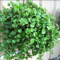 Swedish Ivy Live Plant 4" Pot - Green Plectranthus Houseplant - 2 in 1 Arrangement