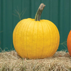 Organic Mellow Yellow Pumpkin Seeds - 10 Count - USA Grown. Perfect for Home Gardening!