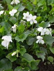 Organic Wild Striped Cream Violet Flower Plant - Bareroot Cream Viola (Viola striata) - Native Perennial Garden Plant