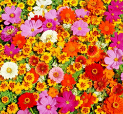 Native Wildflower Seed Mix - 2000+ Seeds - 19 Flowering Annuals - Easy to Grow Cut Flowers - Wildflower Mix
