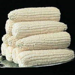 Premium Silver Queen Corn Seeds - Fresh High Yield Variety, Super Sweet - Zea mays 'Silver Queen'