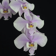 Phalaenopsis Orchid Plant - Near Bloom Size, Fragrant Mottled Leaf - Phalaenopsis schilleriana