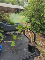 Giant Variegated Golden Pothos Plant - Large Climbing Trunk - Epipremnum aureum - Not Monstera