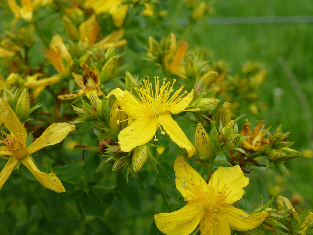 700 Seeds Saint John's Wort Great Yellow Hypericum perforatum - USA Grown, High Quality Herbal Seeds, Bulk Purchase Available