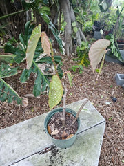 XL Angelwing Begonia Plant 5" Pot Spotted Polka Dot Begonia Maculata Wightii Live Houseplant