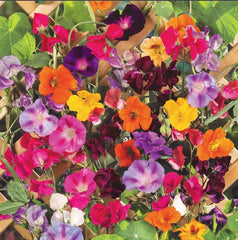 Climbing Vine Mix Seeds - Colorful Climbers - 150 Seeds - 6 Species - Landscape Garden Plants for Trellises and Arbors