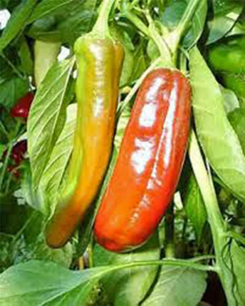 Anaheim Pepper Seeds - 25+ Heirloom Seeds - Mildly Spicy Variety (Capsicum annuum) for Fresh or Dried Use