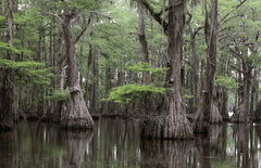 Bald Cypress Seeds for Planting | 10 Seeds | Exotic Tree Seeds | Taxodium distichum