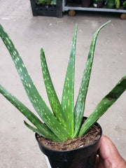 Potted Aloe Vera Plant - Live Succulent - Air Purifier - Medicinal Herb - Easy-to-Grow - Aloe barbadensis miller
