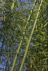 Bamboo Bare Root Plant Budded Rhizome Phyllostachys Rubromarginata 'Red Margin'