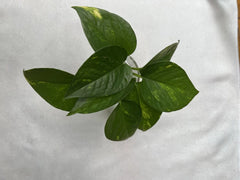 Golden Pothos Cuttings – 4 Healthy Rooted Cuttings – Easy Care Indoor Plant – Epipremnum aureum