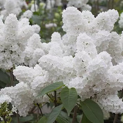 25 White Japanese Lilac Seeds - Extremely Fragrant - Syringa reticulata