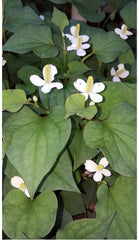 Live Bare Root Fish Mint Plants - 10 Pack Houttuynia Cordata Asian Herb (Diếp Cá)