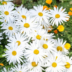 OX-EYE Daisy Seeds Pack - 100 to 1000 Seeds, Drought Tolerant Perennial for Pollinators, Leucanthemum vulgare