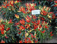 Ornamental Pepper Plant - 2 Inch Pot - Chilly Chili Variety - Capsicum annuum