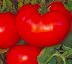 Delicious Tomato Seeds 50+ Non-GMO Seeds - Heirloom Variety - Perfect for Home Gardens - Solanum lycopersicum