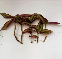 Zebrina Silver Wandering Jew Cuttings - Tradescantia - 5 Cuttings in 2" or 4" Pot - Easy Care Houseplant