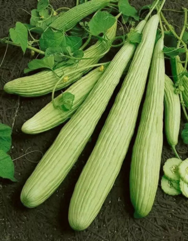 Armenian Yard Long Cucumber Seeds - 100+ Non-GMO Organic Heirloom Seeds - Cucumis melo