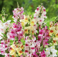 Snapdragon Seeds - 1000 Non-GMO Brighton Rock Variegated Blooms for Hummingbirds - Antirrhinum majus