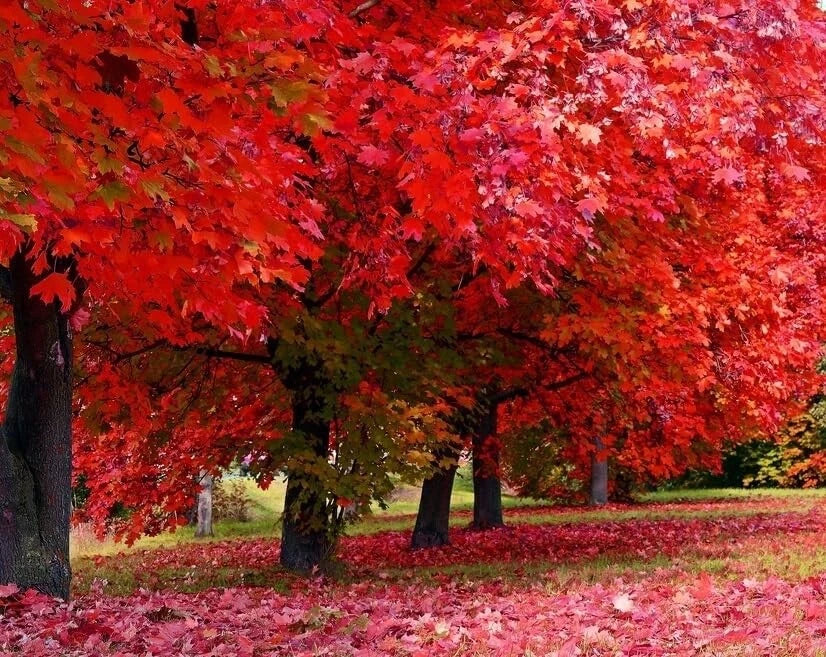 Red Maple Tree Seedlings | Live Plant | Acer rubrum | Ideal for Landscaping and Reforestation