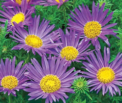 Tahoka Daisy Seeds - 150 Seeds - Prairie Aster Blue - (Machaeranthera tanacetifolia)