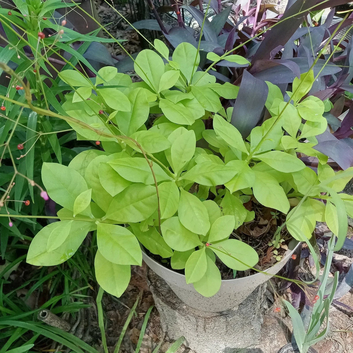 Talinum paniculatum 'Jewels of Opar' - 3 Live Well-Rooted Plants - Unique Green Succulent Ground Cover