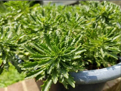 Sedum 'Weihenstephaner Gold' Live Cuttings - Ground Cover Perennial Plant - Yellow Foliage - Easy Care Garden Plant