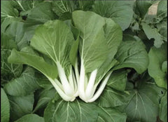 Pak Choi Seeds - 1,000+ Non-GMO White Stem Pechay Seeds - Ideal for Home Gardening and Vegetable Gardens